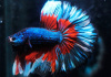 Петушок Халф Мун трехполосый самец (Betta splendens Halfmoon Tri Band)