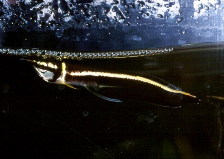 Арована Черная (Osteoglossum ferreirai) 10-12 см