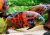 Цихлида Астронотус тигровый 5-6 см (astronotus-ocellatus)
