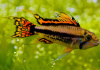 Цихлида Апистограмма Какаду (apistogramma-cacatuoides)