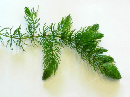 Роголистник (Ceratophyllum)