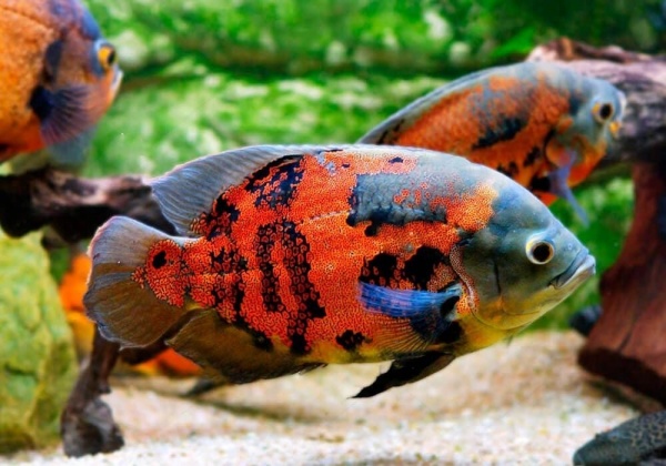 Цихлида Астронотус тигровый 5-6 см (astronotus-ocellatus)