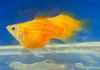Моллинезия золотой баллон (Poecilia sphenops Golld Molly balloon)