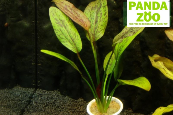 Echinodorus Aseng- Эхинодорус Асенг E090