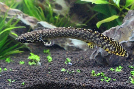 Полиптерус Орнатипиннис (Polypterus ornatipinnis) 15-16 см