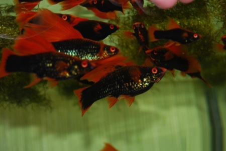 Меченосец Геллера черный Красноплавничный (Xiphophorus helleri Black)