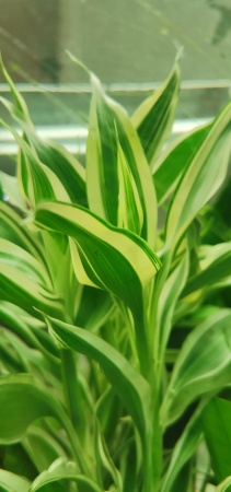 Драцена (Dracaena sanderina)