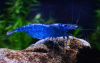  Креветка синяя мечта (Neocaridina "Blue Dream")