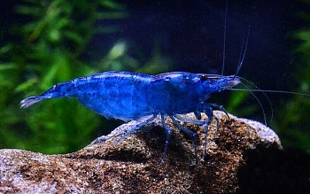  Креветка синяя мечта (Neocaridina "Blue Dream")