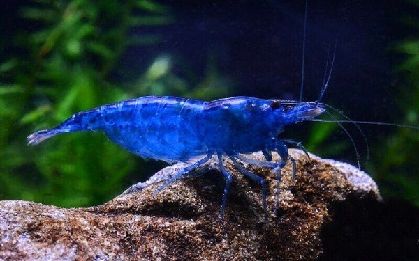  Креветка синяя мечта (Neocaridina "Blue Dream")