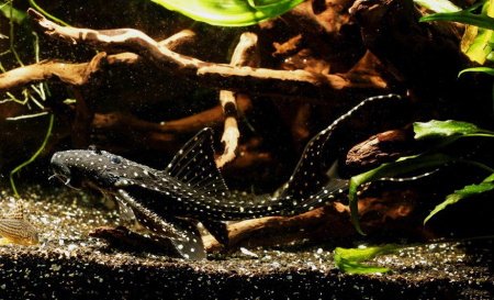 Акантикус Адонис  (Acanthicus Adonis) сом 5-6 см