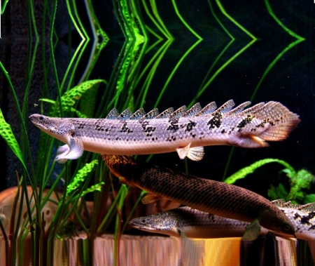 Полиптерус Дельгези (Polypterus delhezi) 5-7 см