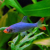 Расбора Савбва или Красноносая расбора (Sawbwa resplendens)