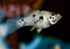 Моллинезия Долматинец (Poecilia sphenops)