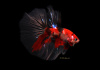 Петушок Халф Мун кои самец (Betta male Halfmoo koi Tail)