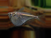 Карнегиелла марта (Carnegiella marthae)