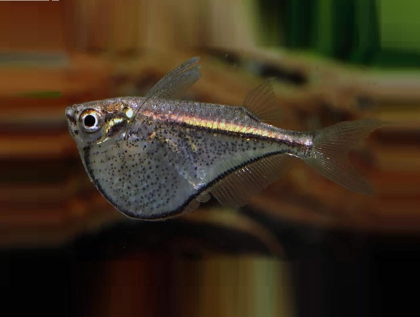 Карнегиелла марта (Carnegiella marthae)