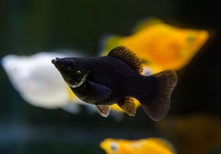 Моллинезия черная баллон (Poecilia sphenops black Molly balloon)