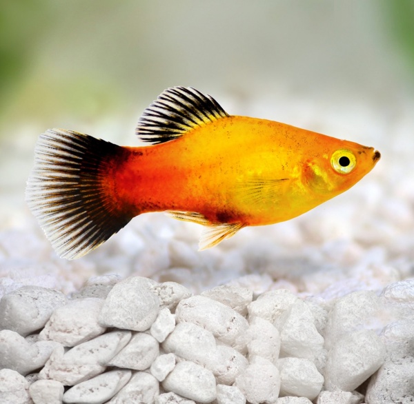 Пецилия золотая чернохвостая  (Xiphophorus maculatus gold blacktail Platy)
