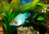 Пецилия голубая чернохвостая (Xiphophorus maculatus blue blacktail)