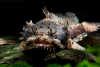 Рыба-жаба (Batrachomoeus trispinosus)