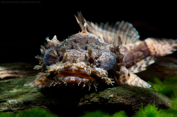 Рыба-жаба (Batrachomoeus trispinosus)