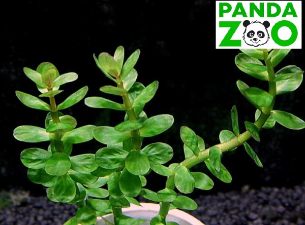 Ammannia sp. Bonsai- Аммания Бонсай L019