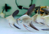 Скалярия жемчужина болгарии (Pterophyllum bulgarian green)