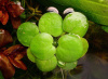 Лимнобиум (Limnobium sp.)