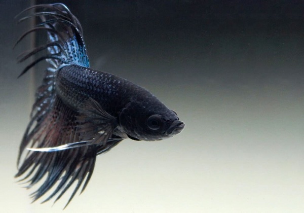 Петушок Коронохвостый черная орхидея самец (Betta-male-crown-tail-black-Orchid)