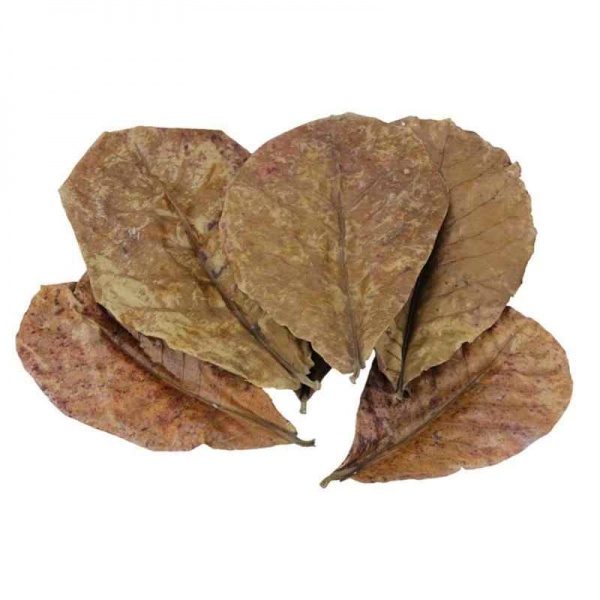 Листья индийского миндаля, Catappa 1 шт.