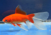Золотая рыбка Комета красная (Goldfish Comet red)