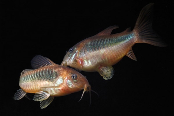 Коридорас Венесуэла орандж сом (Corydoras venezuelanus)