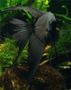 Скалярия черный бархат (pterophyllum black velvet)