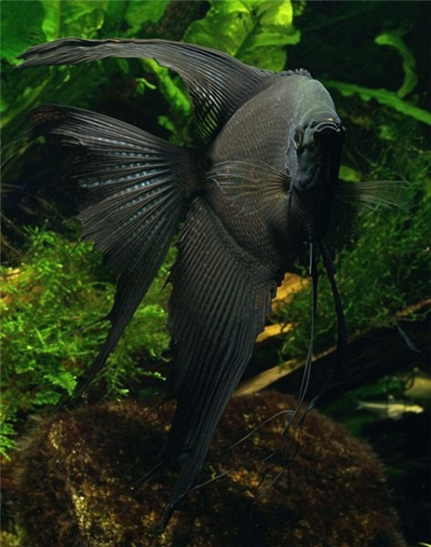 Скалярия черный бархат (pterophyllum black velvet)