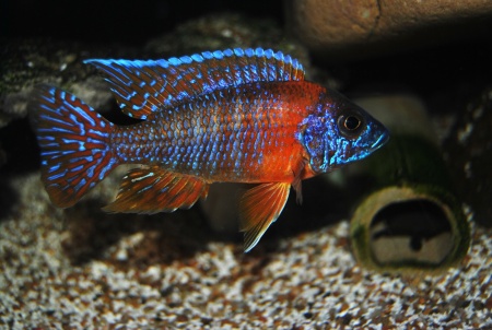 Цихлида Аулонокара красноплечий павлин (Aulonocara Hansbaenschi - Red shoulder peacock)