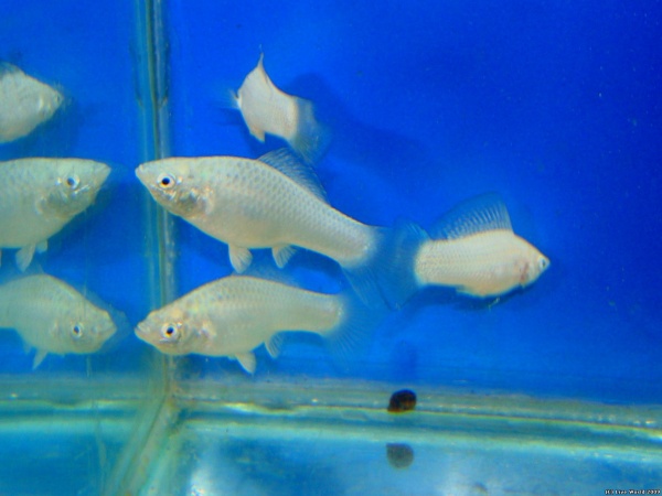 Моллинезия снежинка сербристая (Poecilia latipinna Silver Molly)