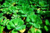 Пистия (Pistia stratiotes) 3см