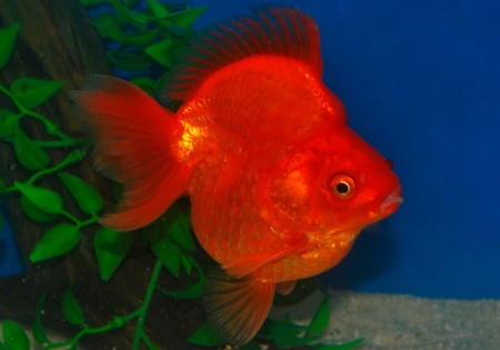 Риукин красный короткохвостый (Goldfish Ryukin red short tail)