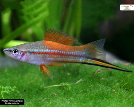 Меченосец Геллера неоновый (Xiphophorus helleri Neon)