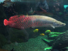 Арапаима гигантская (лат. Arapaima gigas) 10-15 см (малек)