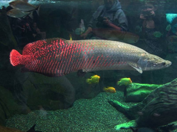 Арапаима гигантская (лат. Arapaima gigas) 10-15 см (малек)