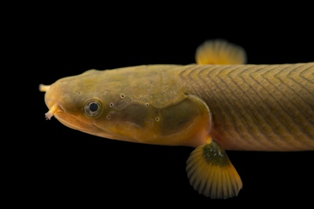Каламоихт Калабарский [Calamoichthys calabaricus] Рыба-змея