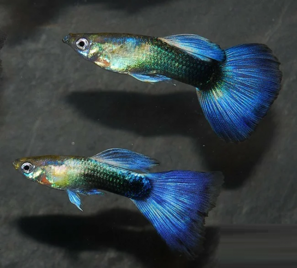 Гуппи синий Туркис (Guppy blue turquoise)