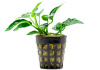 Анубиас Нана бонсай (Anubias nana bonsai)