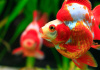 Риукин красно-белый короткохвостый (Goldfish Ryukin white & Red short tail)