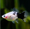 Пецилия панда (Xiphophorus maculatus panda Platy)