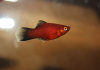 Пецилия красная чернохвостая (Xiphophorus maculatus red black tail)