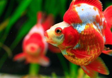 Риукин красно-белый короткохвостый (Goldfish Ryukin white & Red short tail)
