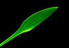 Криптокорина парва (Cryptocoryne parva)